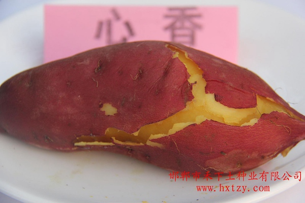 鮮食型紅薯蒸熟