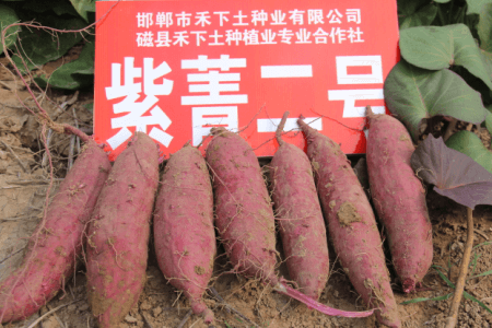 紫菁2號(hào)薯塊均勻