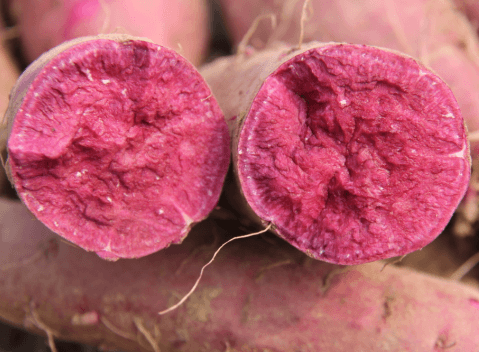 脫毒紫薯紫菁2號(hào)切面