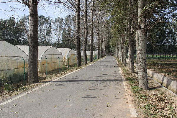 禾下土脫毒甘薯基地