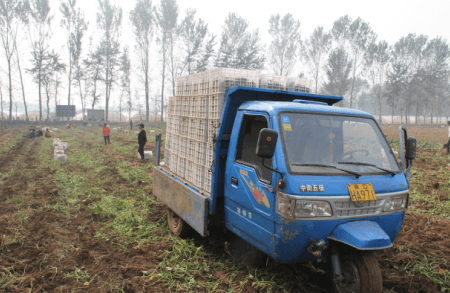 脫毒甘薯紫菁2號(hào)原種運(yùn)輸