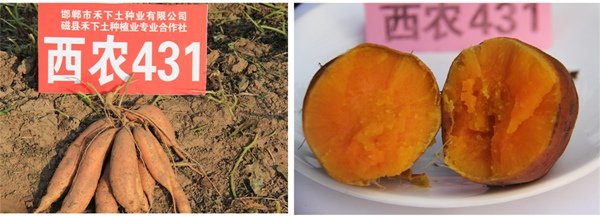 西農(nóng)431