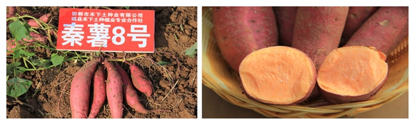 秦薯8號